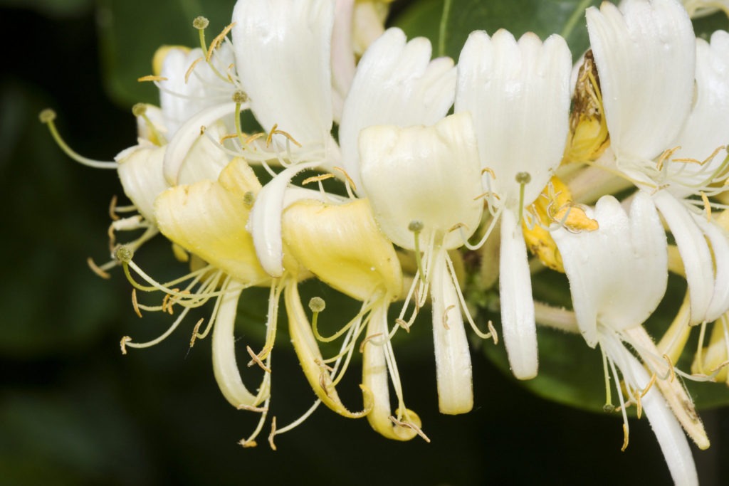 Honeysuckle Syrup Easy Recipe for Home Cooks
